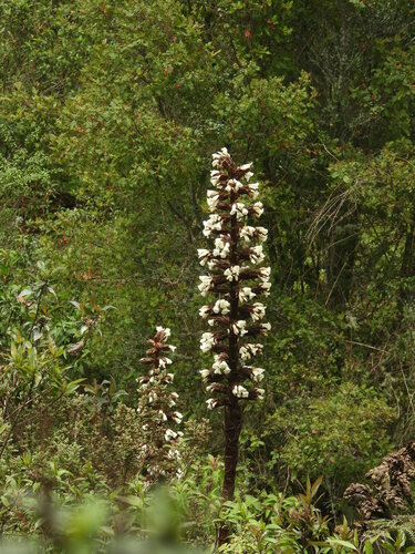 Puya atra
