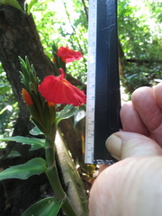 Chamaecostus lanceolatus