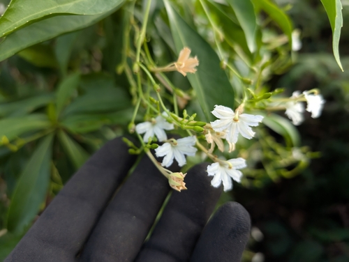 Image of Scaevola gaudichaudiana by (c) Damien Wallace, some rights reserved (CC BY)