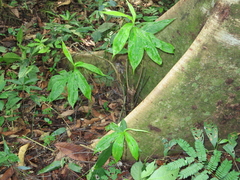 Chamaecostus lanceolatus