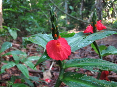 Chamaecostus lanceolatus