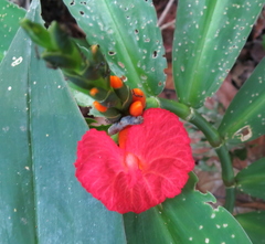 Chamaecostus lanceolatus