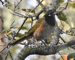 Pipilo maculatus × ocai