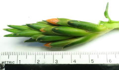 Chamaecostus lanceolatus