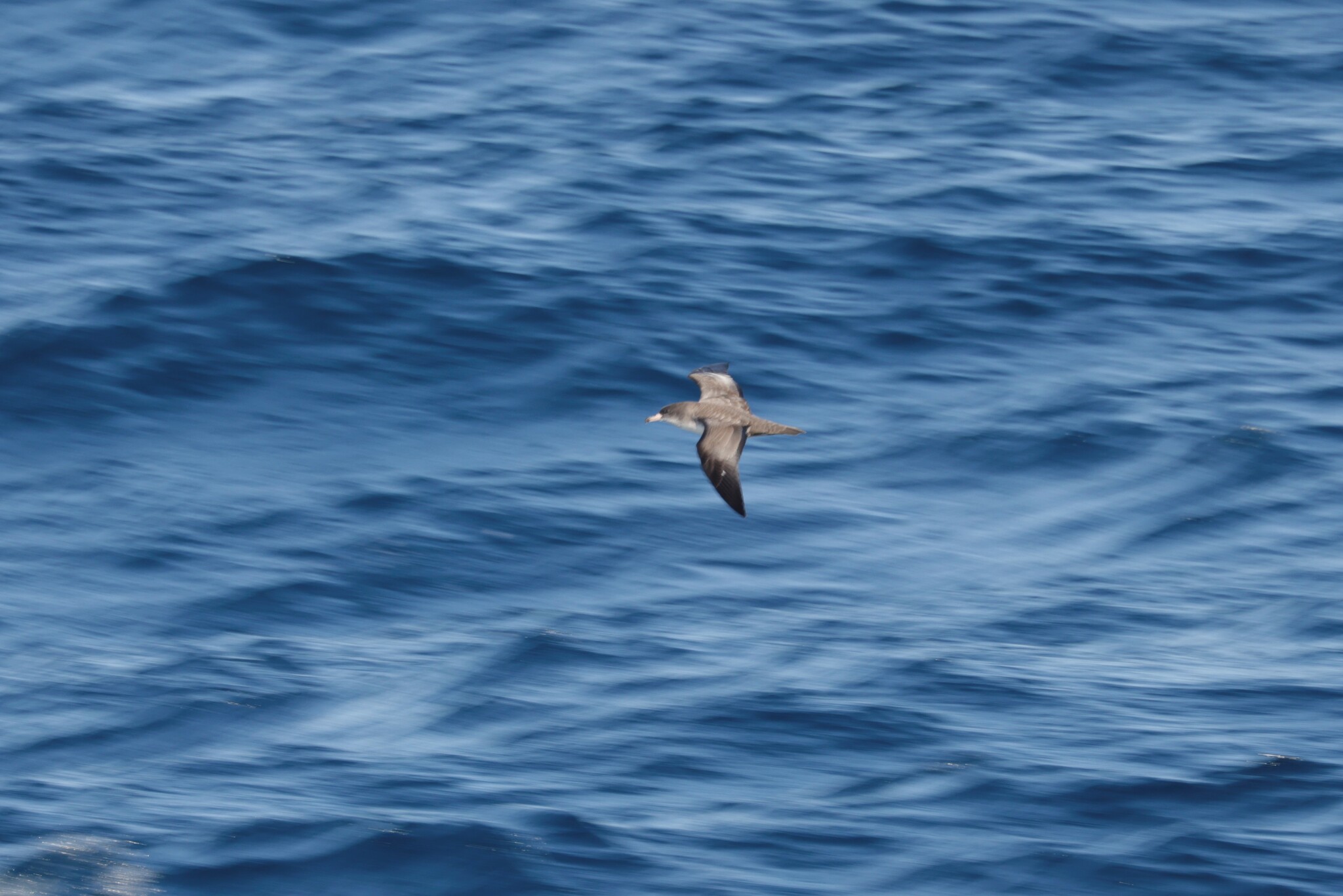 Pink-footed Shearwater