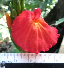 Chamaecostus lanceolatus