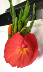 Chamaecostus lanceolatus