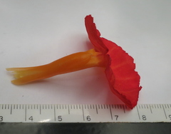 Chamaecostus lanceolatus