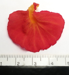 Chamaecostus lanceolatus