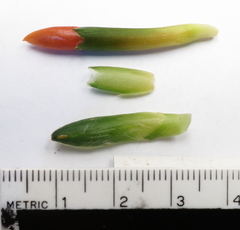 Chamaecostus lanceolatus