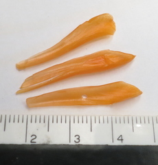 Chamaecostus lanceolatus