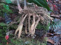 Chamaecostus lanceolatus