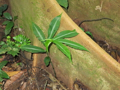 Chamaecostus lanceolatus
