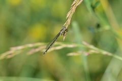Enallagma risi