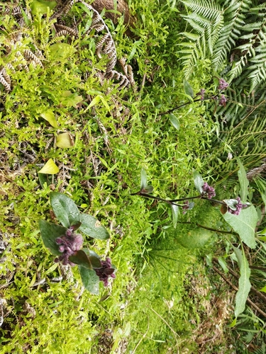 Tradescantia cerinthoides