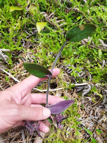 Tradescantia cerinthoides