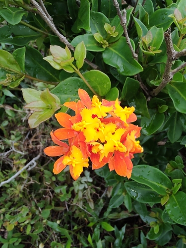 Image of Epidendrum fulgens by no rights reserved