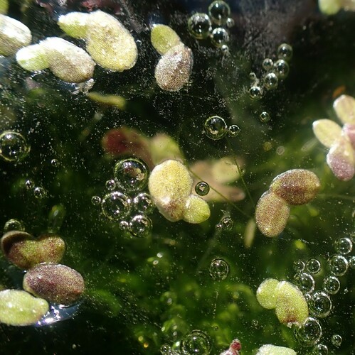 Little Duckweed (Lemna obscura)