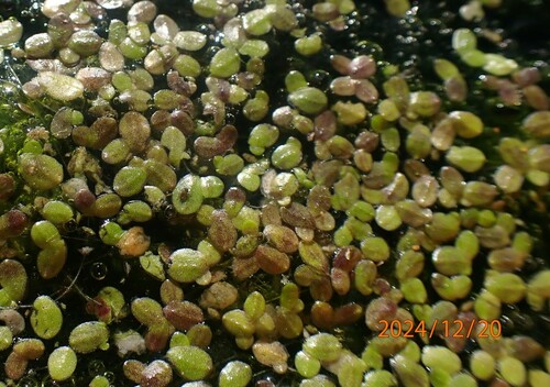 Image of Lemna obscura by (c) mfeaver, some rights reserved (CC BY)