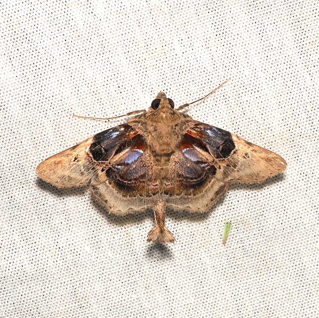 Dolichosomastis archadia