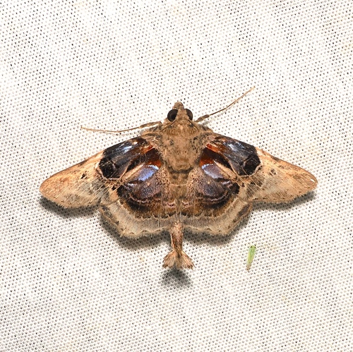 Dolichosomastis archadia