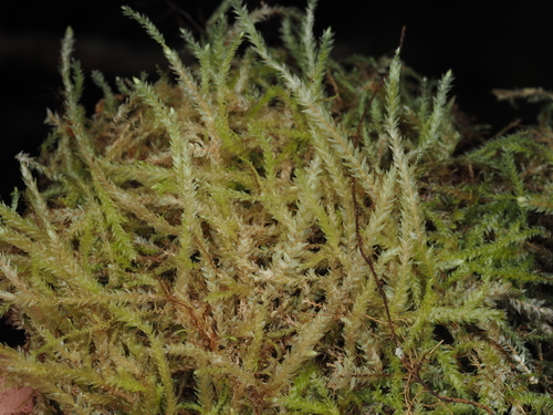 Buckiella draytonii