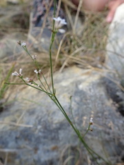 Asperula cynanchica