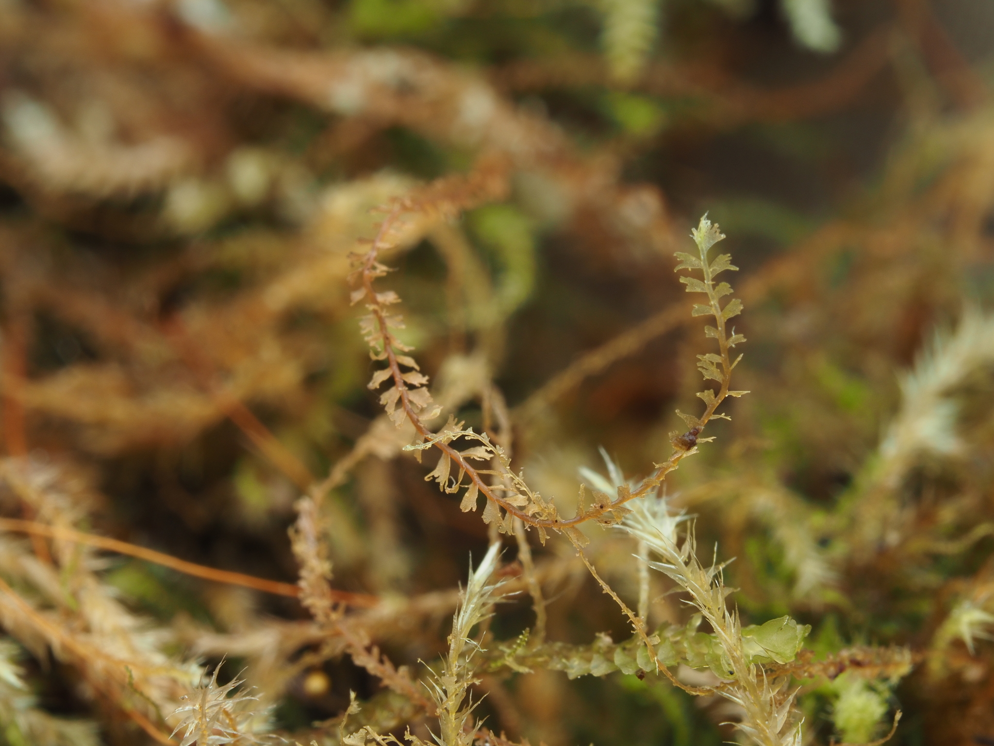 Plagiochila caduciloba