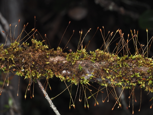 Macromitrium observed 2024-12-15