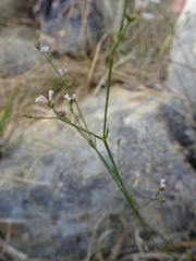 Asperula cynanchica