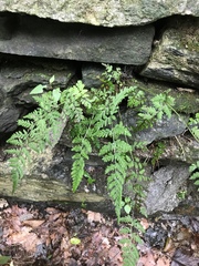 Cystopteris tennesseensis