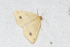 Macaria ribearia