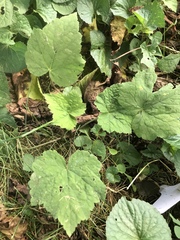 Tiarella stolonifera