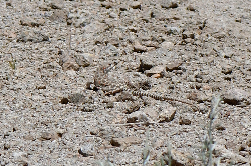 iNaturalist observation photo of Long-nosed Leopard Lizard