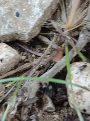Platydracus flavopunctatus