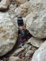Platydracus flavopunctatus