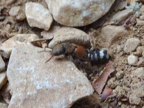 Platydracus flavopunctatus