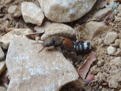 Platydracus flavopunctatus