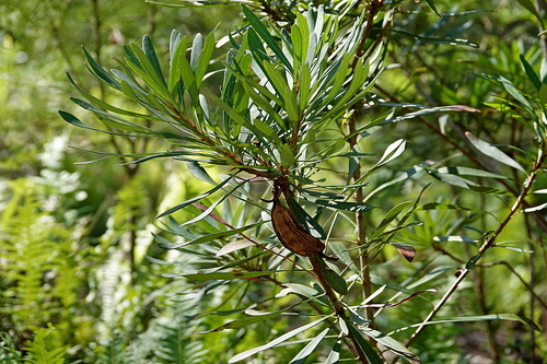 Braidwood Waratah (Telopea mongaensis)