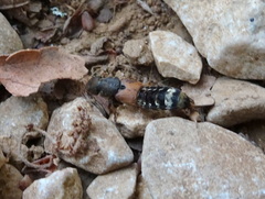 Platydracus flavopunctatus