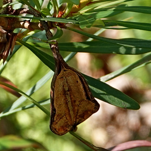 Image of Telopea mongaensis by (c) Max Campbell, some rights reserved (CC BY)
