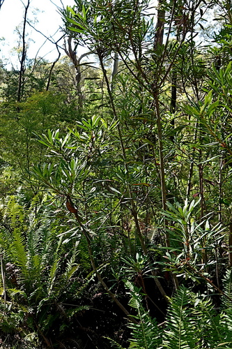 Image of Telopea mongaensis by (c) Max Campbell, some rights reserved (CC BY)
