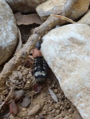 Platydracus flavopunctatus