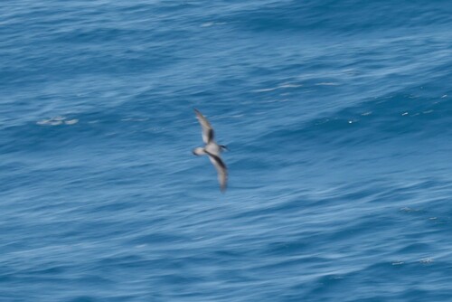 Stejneger's Petrel (Pterodroma longirostris)