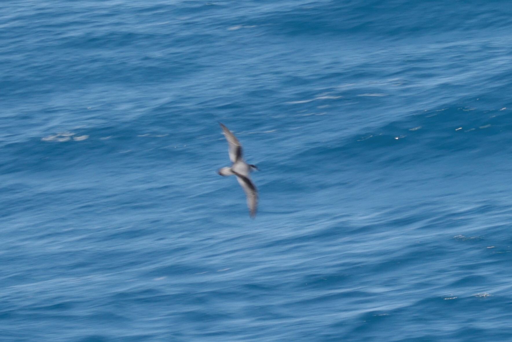 Stejneger's Petrel (Pterodroma longirostris), photo 1