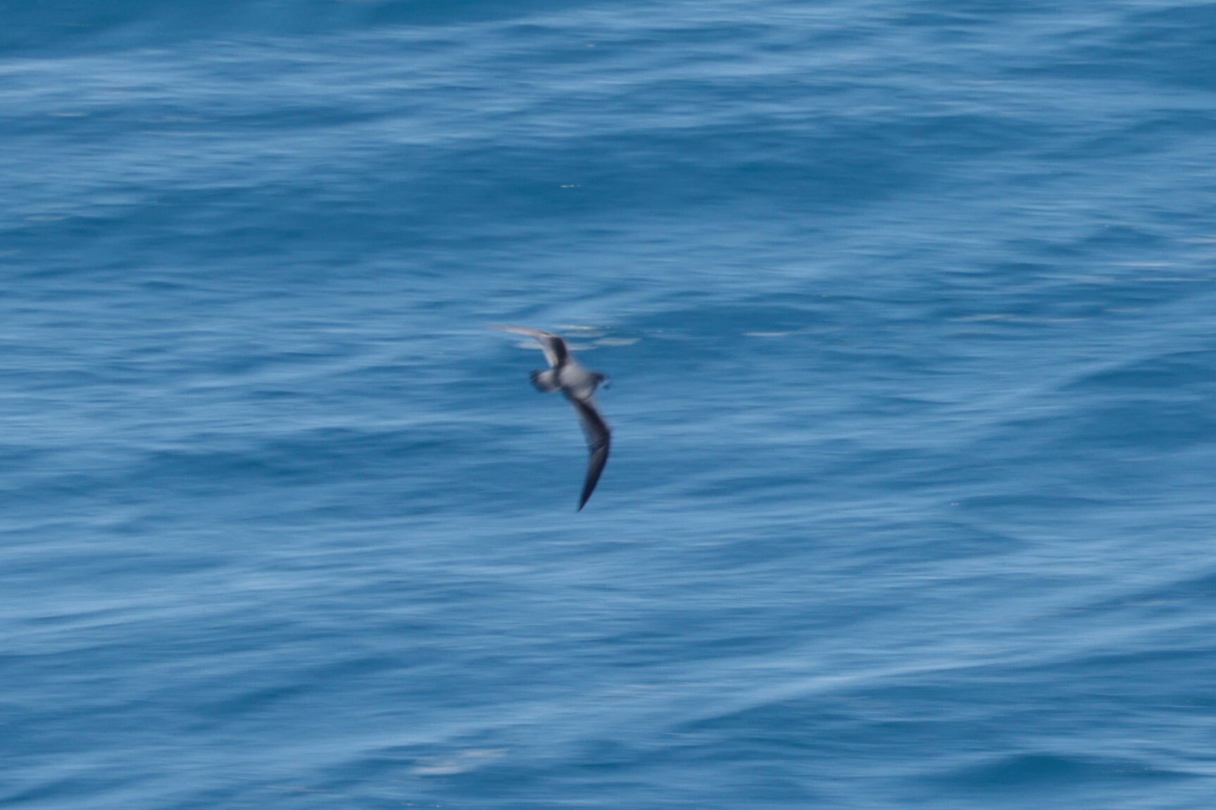 Stejneger's Petrel (Pterodroma longirostris), photo 2