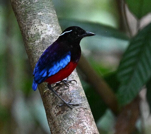 Black-crowned Pitta (Erythropitta ussheri), photo 8