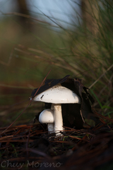 Amanita elliptosperma