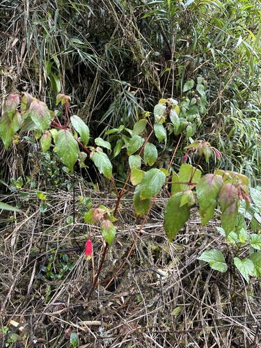 Image of Fuchsia splendens by (c) Matt Berger, some rights reserved (CC BY)