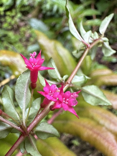 Image of Fuchsia microphylla by (c) Matt Berger, some rights reserved (CC BY)